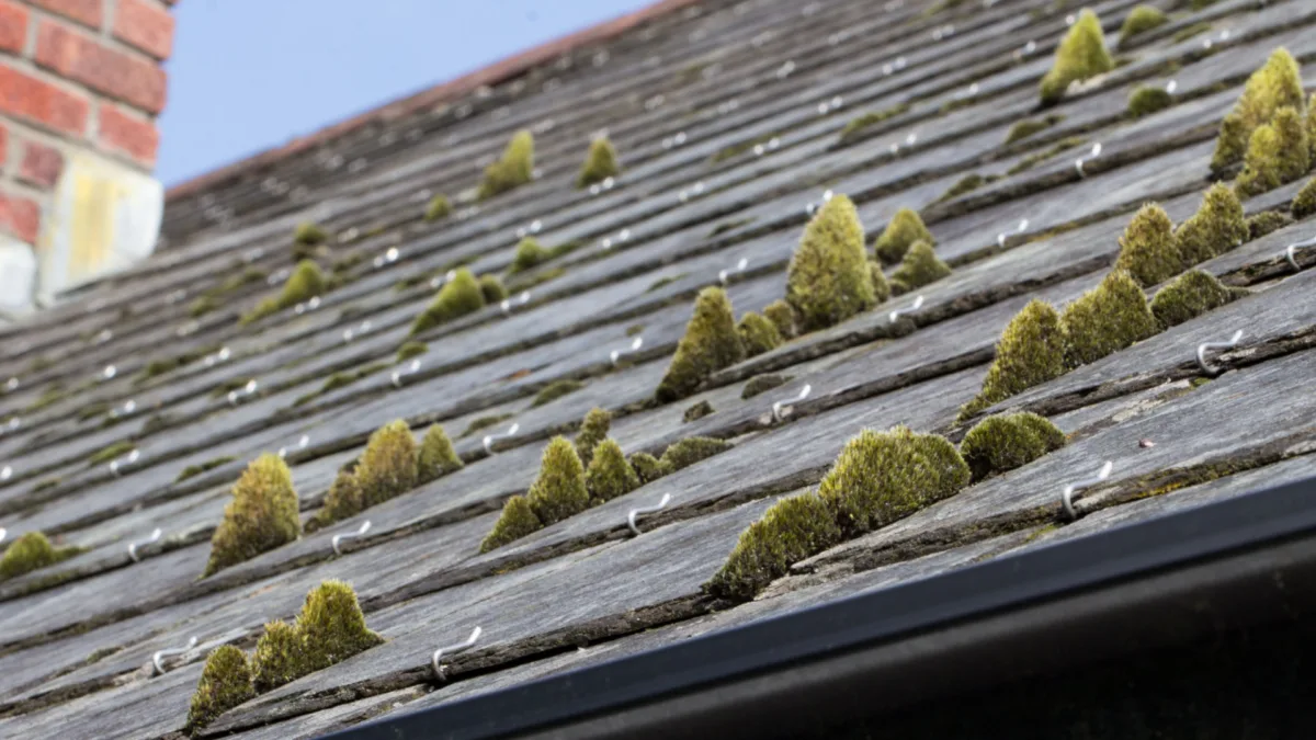Roofing Maintenance Keeping Your Roof Algae Free